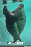 Image result for Chonky Seal Meme