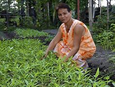 Image result for Organic Farm Philippines