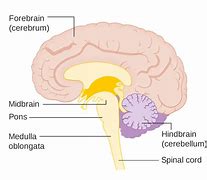 Image result for What Part of the Brain Stores Memory