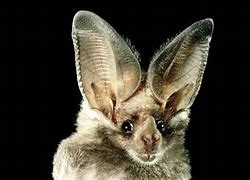 Image result for Bat Ears