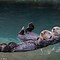 Image result for Otter Holding Human Hand