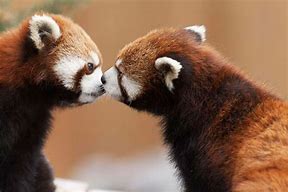 Image result for Cute Animals Kissing