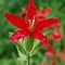 Image result for Silene regia