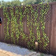 Image result for Willow Climbing Vines