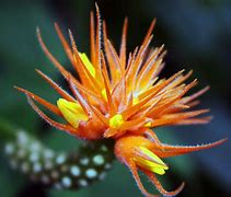 Image result for Orange Spiky Flower