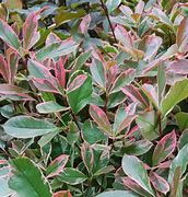 Image result for Photinia fraseri PINK MARBLE Cassini