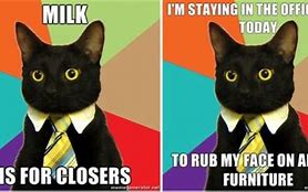 Image result for Sales Cat Meme