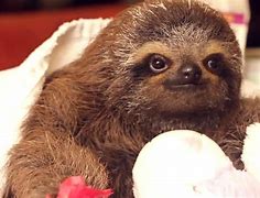 Image result for Silly Baby Sloths