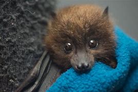 Image result for Rare Bats