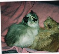 Image result for Cream Persian Cat
