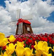 Image result for Windmills and Tulips Wallpaper