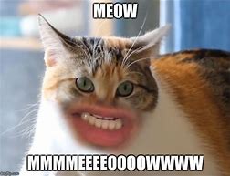 Image result for Jawline Cat Face App Meme