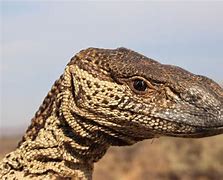 Image result for South Afrikan Lizard