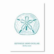 Image result for Sand Dollar Graphic