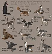 Image result for Different Types of Griffin's