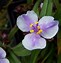 Image result for Tradescantia Concord Grape