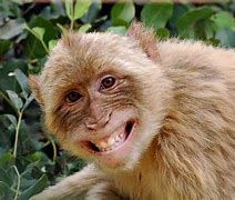 Image result for Baby Monkey Smiling