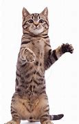 Image result for Cat Standing Up Green Screen Meme
