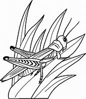 Image result for Grasshopper Coloring