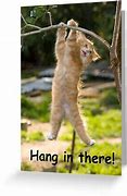 Image result for Motivational Cat Hang in There