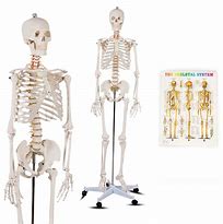 Image result for Life-Size Medical Skeleton