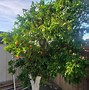 Image result for Grapefruit Tree
