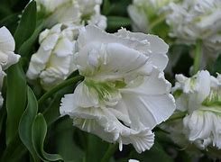 Image result for Tulipa Witte Rebel