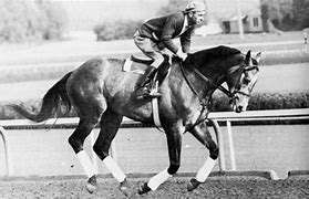Image result for Grey Thoroughbred