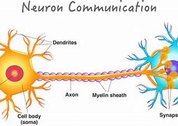 Image result for Neuron Axon Terminal