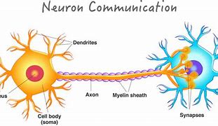 Image result for Communication Between Neurons