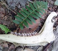 Image result for Deer Jawbone Extraction