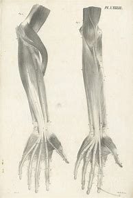 Image result for Vintage Arm Anatomy