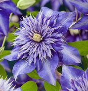 Image result for Clematis Multi Blue