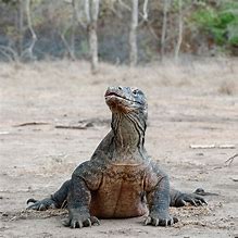 Image result for Big Dragon Lizard