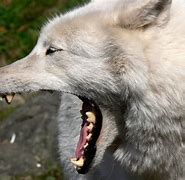 Image result for Wolf Showing Teeth