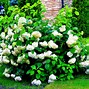 Image result for Hydrangea arborescens Annabelle