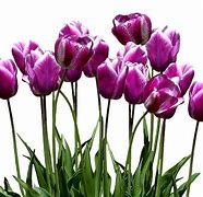 Image result for Royalty Free Images of Flowers