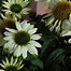 Image result for Echinacea purpurea Pow Pow White