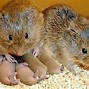 Image result for Magical Prairie Animals
