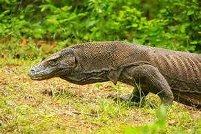 Image result for Komodo Dragon Walking