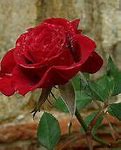 Image result for Animated Beautiful Flowers Rose