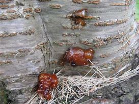 Image result for "peachtree-borer"