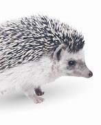 Image result for American Hedgehog