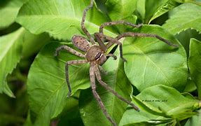 Image result for Huntsman Spider Habitat