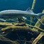 Image result for Beluga Fish