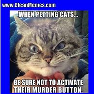 Image result for Kitten Memes Clean