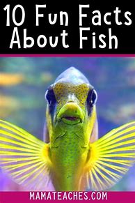 Image result for Facts About Fish