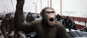 Image result for Apes Together Strong GIF Template