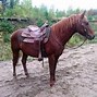 Image result for American Indian Horse