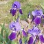 Image result for Iris Allegiance (Germanica-Group)